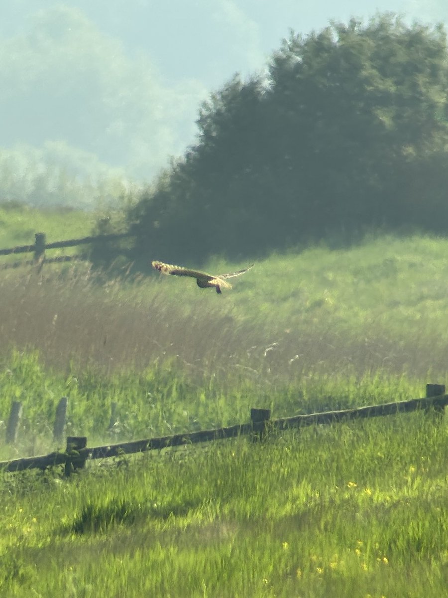Tan Grigg (@griggtan) on Twitter photo Photos really don’t do this stunning short eared owl justice but it was an absolute treat to see him at mid point this morning <a href="/slimbridge_wild/">Slimbridge Sightings</a> <a href="/GlosBirds/">Glos Bird News</a> Photos really don’t do this stunning short eared owl justice but it was an absolute treat to see him at mid point this morning <a href="/slimbridge_wild/">Slimbridge Sightings</a> <a href="/GlosBirds/">Glos Bird News</a>