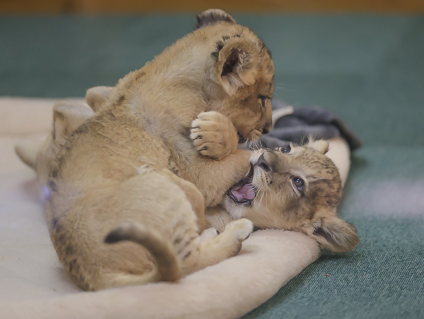 いつも一緒、仲良しライオン夫婦 - 王子動物園
