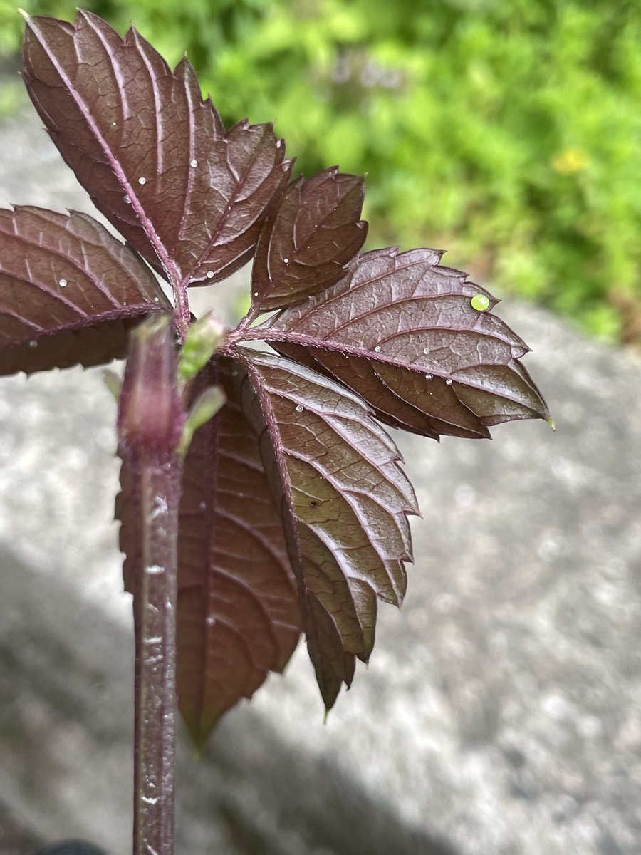 ようやく卵見つけられたーーーーー😭😭😭😭😭