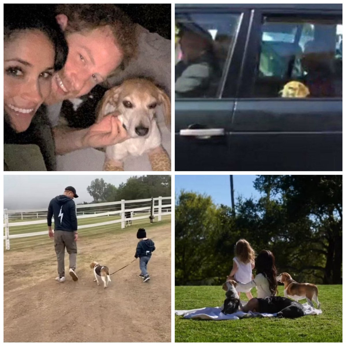 ZandiSussex's tweet photo. Let’s not forget our sweet little Guy who was with Harry &amp; Meg throughout.🐶🐾 Only once he knew his family were safe &amp; happy did he slip away to rest. Guy we love Youuuuu… Yes we Dooooo🎶🎸🐶

#Sussexversary 
#HarryAndMeghan7thAnniversary 
#RIPGuy https://t.co/TX3QCE92KI