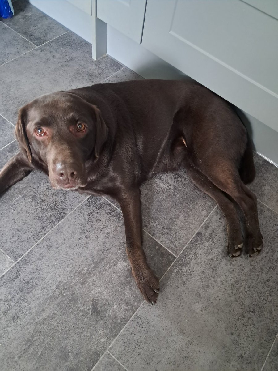Ted_Choc_Lab's tweet image. Good morning......
.......if I stare hard enough, that toast will just levitate to me.......
#labs #food #choclab #kitchenbin