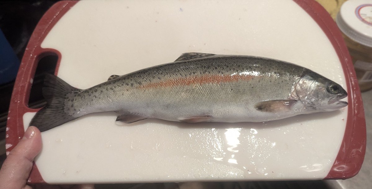 Nice evening out on Bear Lake.

🦫 🐟 &amp; relaxation 

Always a blast catching a nice 🌈 trolling a fly.
#cowichanlake