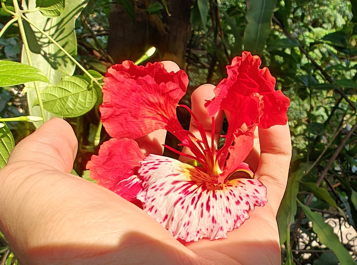 shetty_athreya's tweet photo. #TriviaSunday
If you've ever observed a #Gulmohar flower closely, you'll know that one petal is odd colored & larger - whitish yellow with red streaks, while the others are all red or orange.
Ever wondered why? This is to serve as an attractant to specific pollinators and birds.
Also, with ultraviolet vision of many pollinators, they see what we can't, with the red streaks on the 'odd petal' , possibly appearing as vibrant purple designs to attract them!