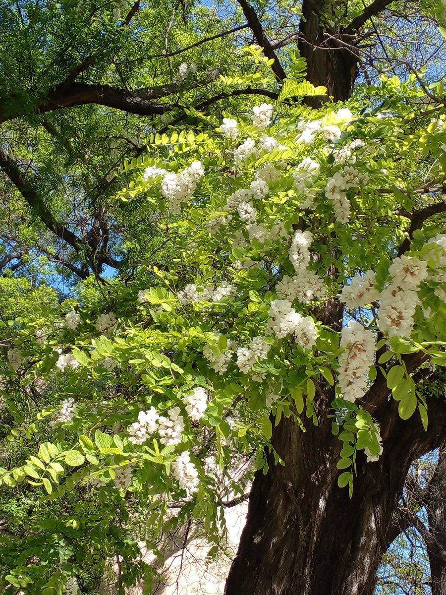 Катерина Галич tweet media