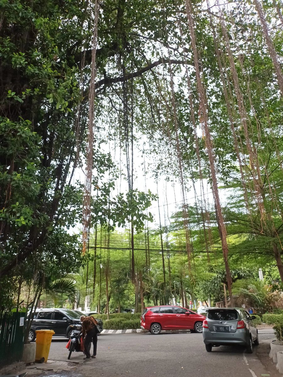 Di bawah pohon beringin🤗