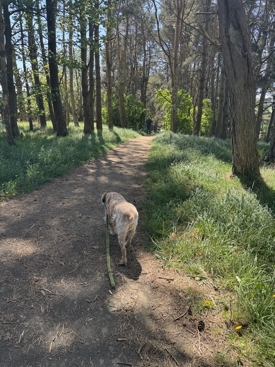 SpanielsSuper's tweet photo. Dad is leaving a scent trail for Ronnie to follow
Look how far ahead dad is!
Ronnie is so confident & able #MiracleBoy https://t.co/CLXsJwyGh1