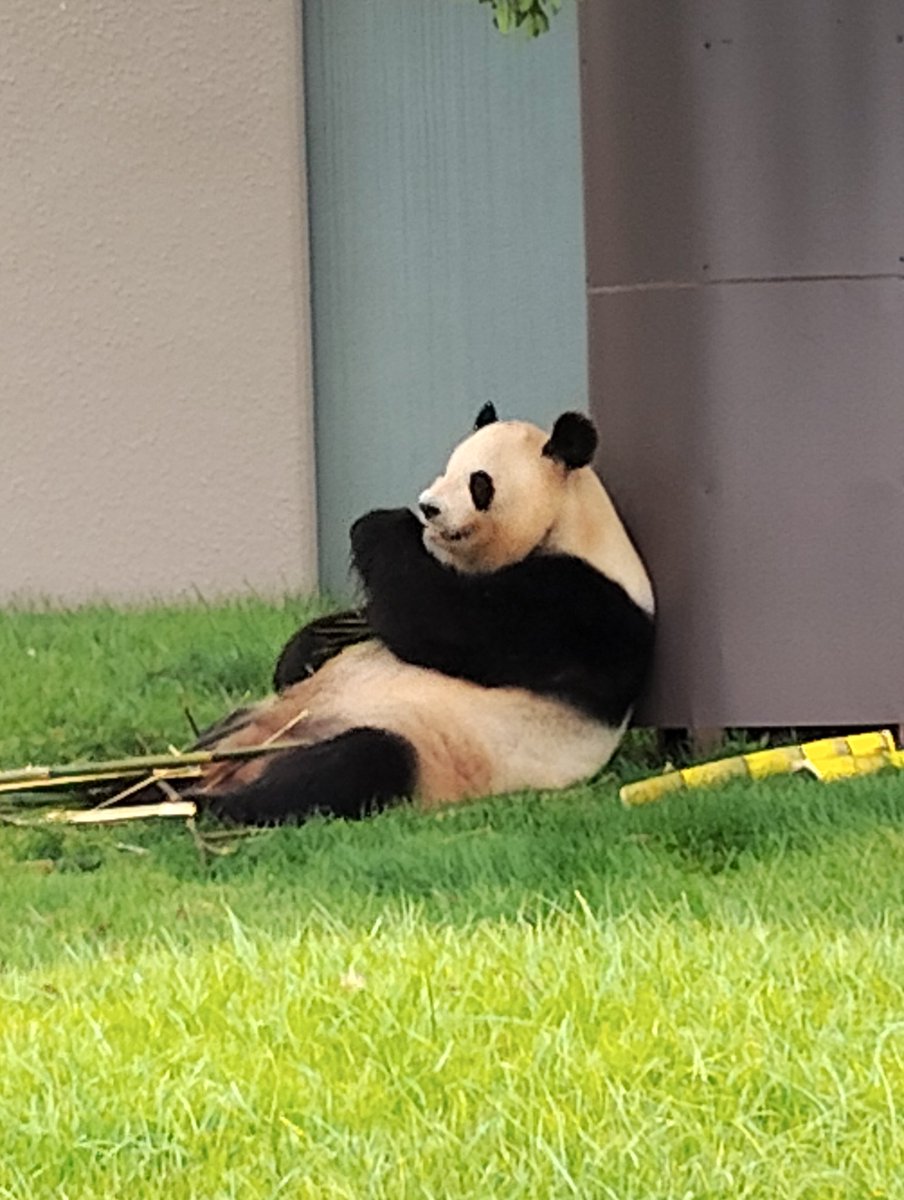 loki190loki's tweet image. 会いに来た…めっちゃ可愛い❤