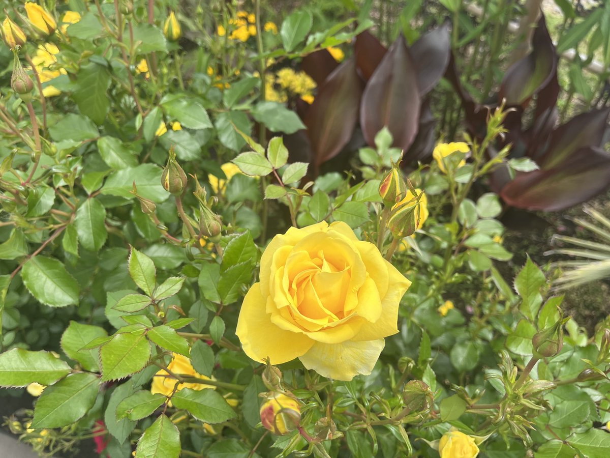char_bone_ay's tweet photo. 母を連れてバラを見に行ってきた🌹
綺麗だった〜☺️ https://t.co/nE4qe5Q1IH