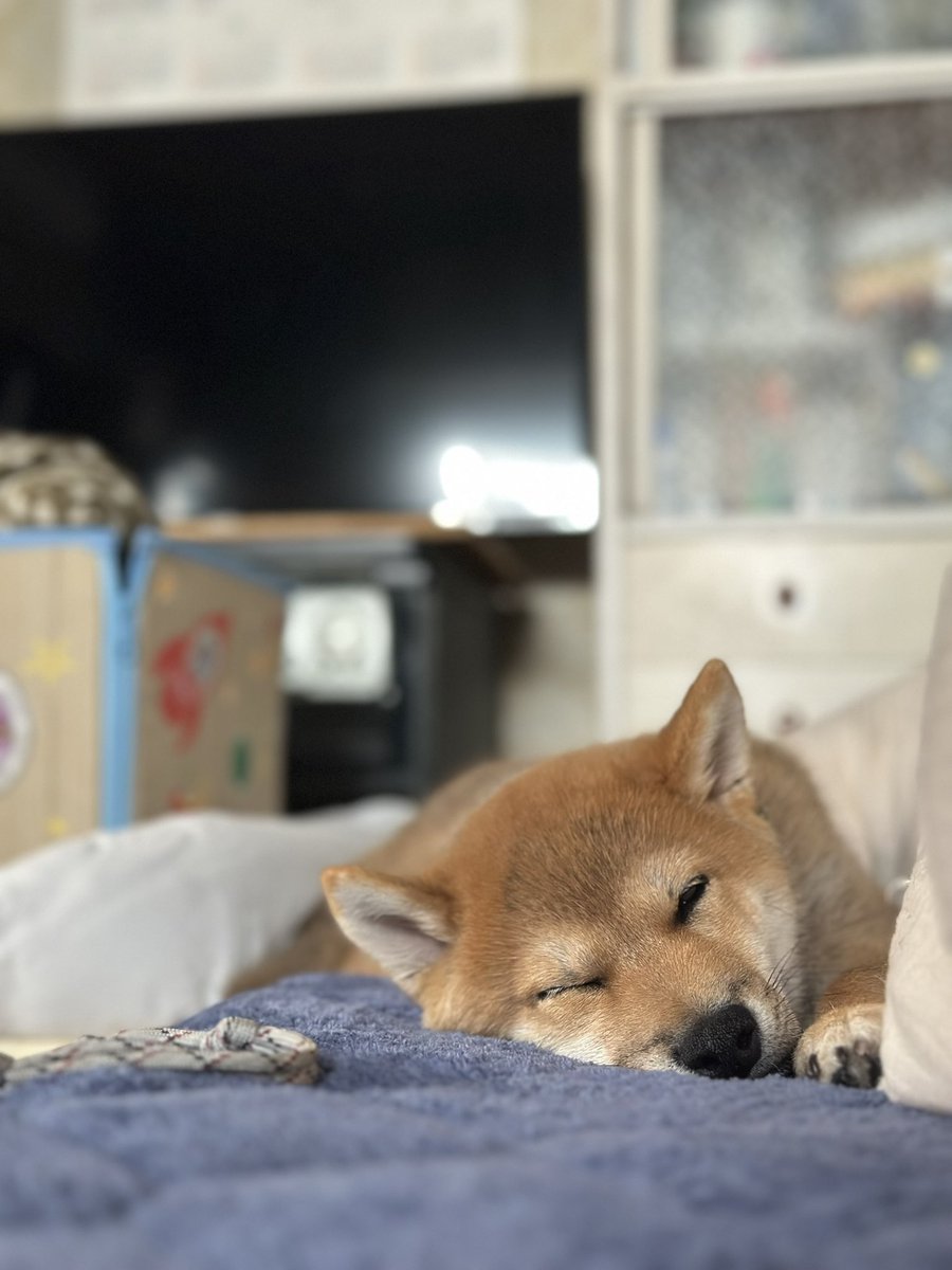 生後4ヶ月
一緒の布団ですでに寝ている
可愛いなぁ❤️

#柴犬のいる生活 
#柴犬のいる幸せ