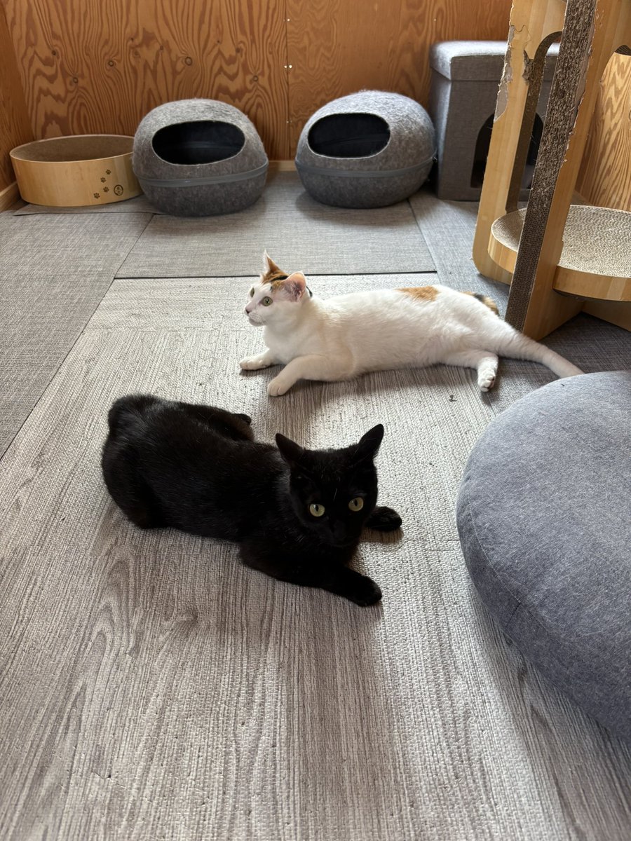 55miu3's tweet image. ちびまるが体調を崩している間
ネロ🐈⬛は他のお家で
預かってもらっていました
ちびまるもすっかり元気になったよ
ฅ(´꒳ `ฅ)ꪆ💕
ネロが我が家に帰ってきて約一ヶ月
こうなるまでに色々あったけど
今は3匹穏やかに暮らしています☺️
ちびまる🐱小梅🐱
ネロを受け入れてくれてありがとう
(*´˘`*)♡