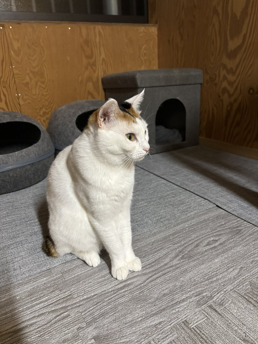 55miu3's tweet image. ちびまるが体調を崩している間
ネロ🐈⬛は他のお家で
預かってもらっていました
ちびまるもすっかり元気になったよ
ฅ(´꒳ `ฅ)ꪆ💕
ネロが我が家に帰ってきて約一ヶ月
こうなるまでに色々あったけど
今は3匹穏やかに暮らしています☺️
ちびまる🐱小梅🐱
ネロを受け入れてくれてありがとう
(*´˘`*)♡