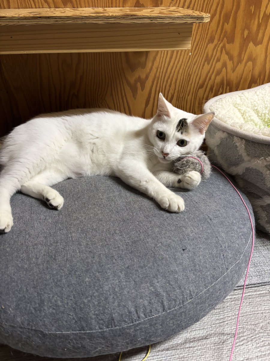 55miu3's tweet image. ちびまるが体調を崩している間
ネロ🐈⬛は他のお家で
預かってもらっていました
ちびまるもすっかり元気になったよ
ฅ(´꒳ `ฅ)ꪆ💕
ネロが我が家に帰ってきて約一ヶ月
こうなるまでに色々あったけど
今は3匹穏やかに暮らしています☺️
ちびまる🐱小梅🐱
ネロを受け入れてくれてありがとう
(*´˘`*)♡