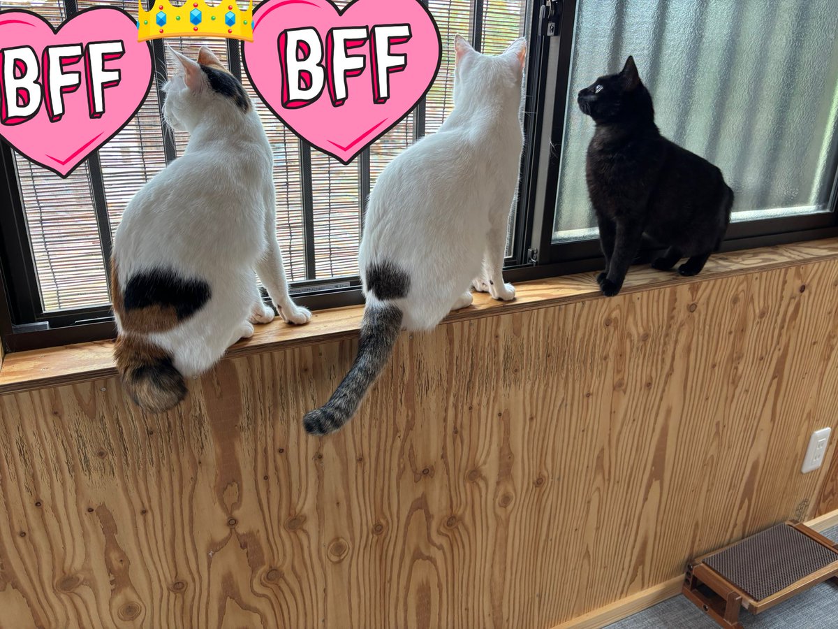 55miu3's tweet image. ちびまるが体調を崩している間
ネロ🐈⬛は他のお家で
預かってもらっていました
ちびまるもすっかり元気になったよ
ฅ(´꒳ `ฅ)ꪆ💕
ネロが我が家に帰ってきて約一ヶ月
こうなるまでに色々あったけど
今は3匹穏やかに暮らしています☺️
ちびまる🐱小梅🐱
ネロを受け入れてくれてありがとう
(*´˘`*)♡