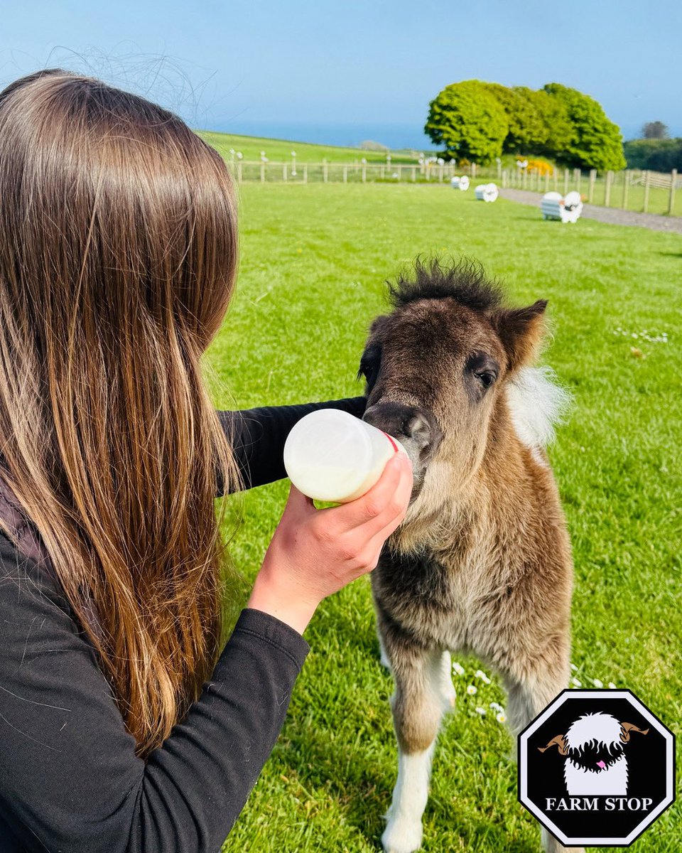 🐴☀️GOOD MORNING ☀️🐴

Baby Paddy has been loving his milk in the sunshine 😍

❤️ farmstop.co.uk ❤️

#FarmLife #FarmVisit #VisitScotland #Aberdeenshire #AnimalLover #FamilyFarm #ThingsToDoAberdeen #NewLife #pony #Shetland #Foal #UniqueExperience