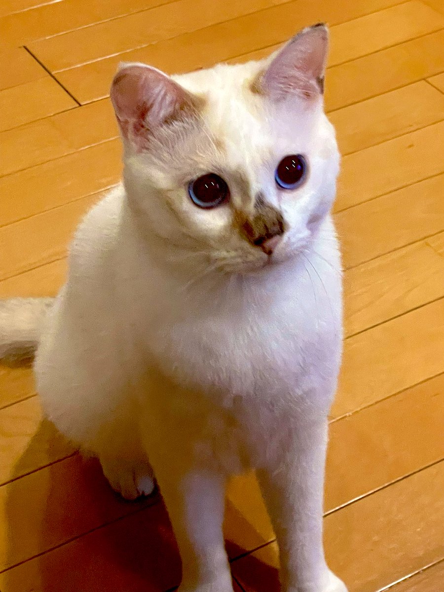 家を出る時のうちの末っ子の仕草がやたらと可愛い。