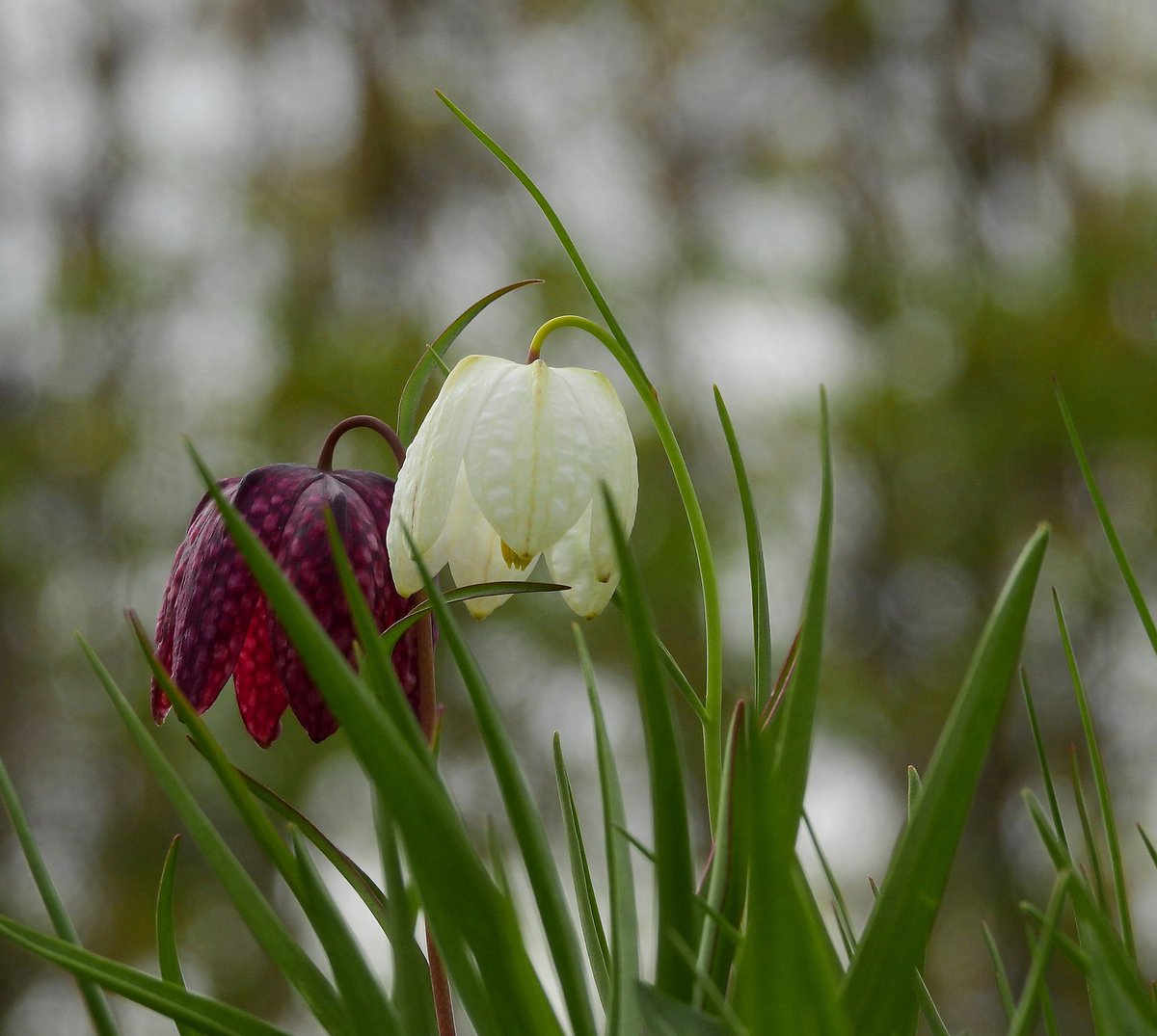 RitvaSavolaine1's tweet image. Pikarililjat kukkivat! #pikarililja #ig_finland #springishere #kevät2025