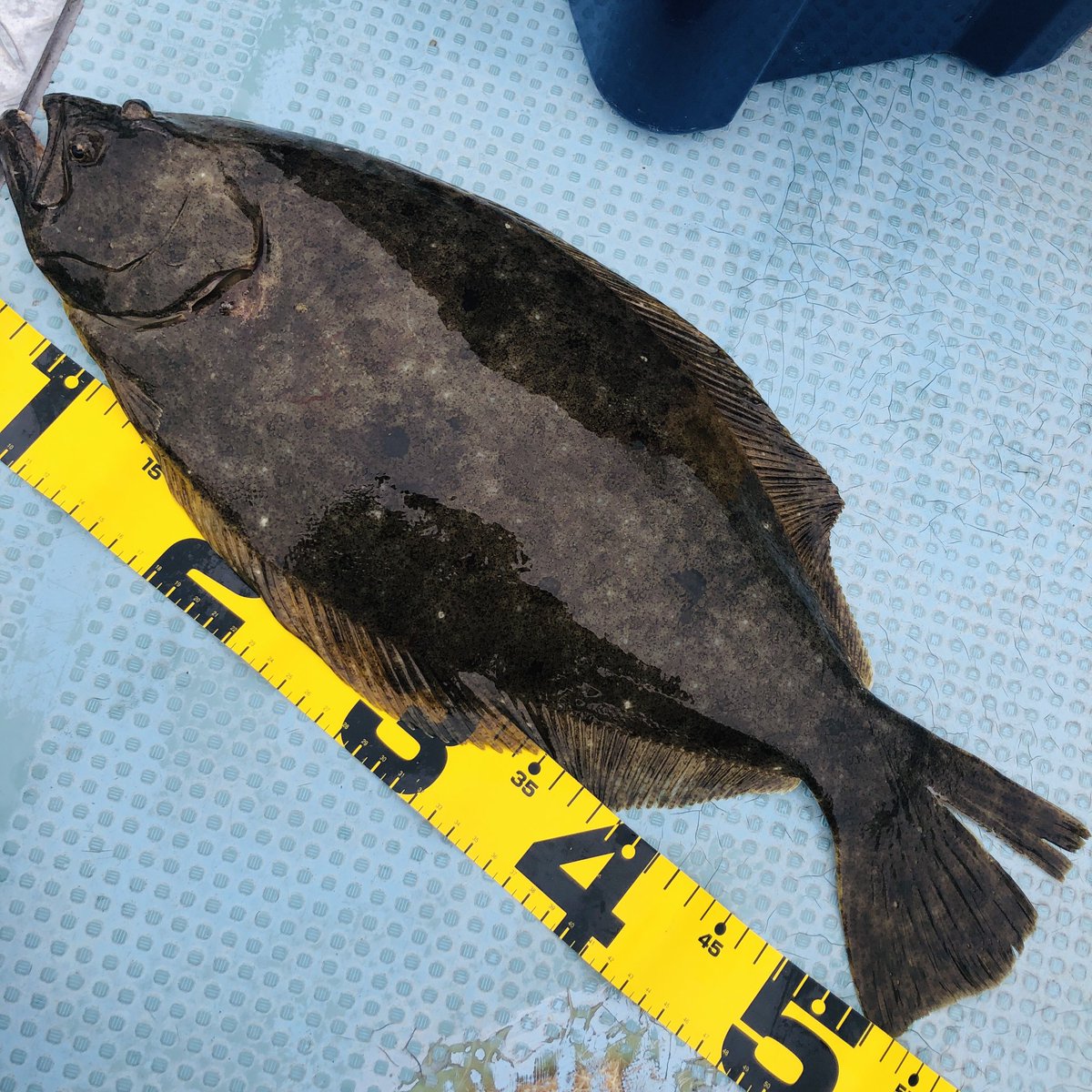 ごっぱち［58works］ tweet media