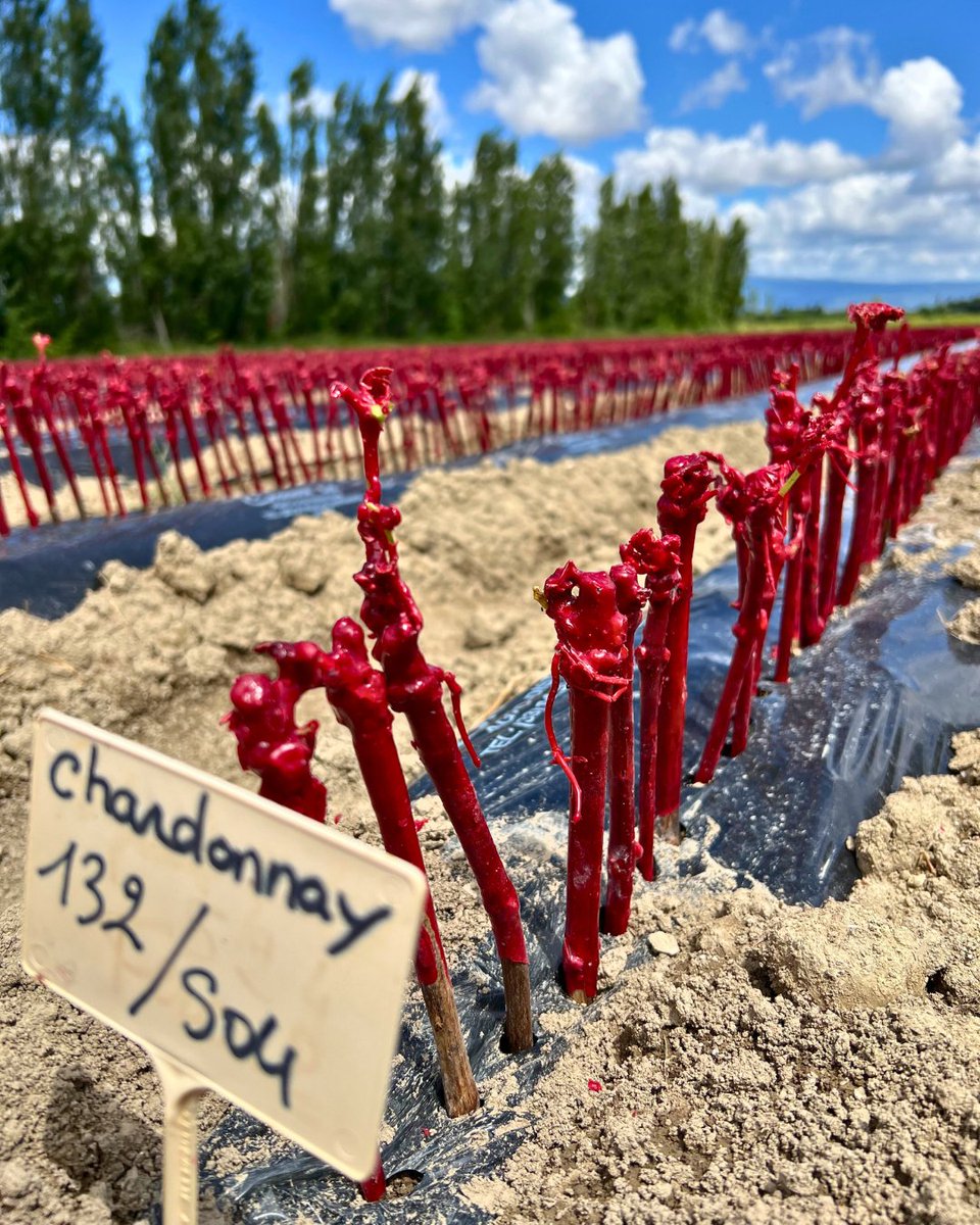 Une fois que les racines et les pousses sont bien développées et que le temps est propice, il est temps de planter les #plantsdevigne en #pépinière. ☀️
🇬🇧 Once the roots and shoots are well developed and the weather is favourable, it's time to plant the vines in the nursery. ☀️