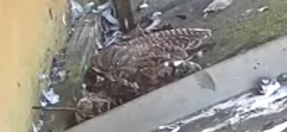 Aylesbury peregrines - can anyone identify the bird in top left corner?