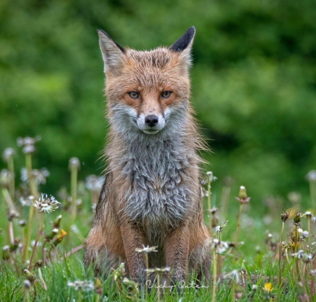 Chris Packham (@chrisgpackham) on Twitter photo A slightly rain-soaked #foxoftheday today , shared by <a href="/vickyoutenphoto/">Vicky Outen Photo DPAGB</a> , thank you Vicky ! A slightly rain-soaked #foxoftheday today , shared by <a href="/vickyoutenphoto/">Vicky Outen Photo DPAGB</a> , thank you Vicky !