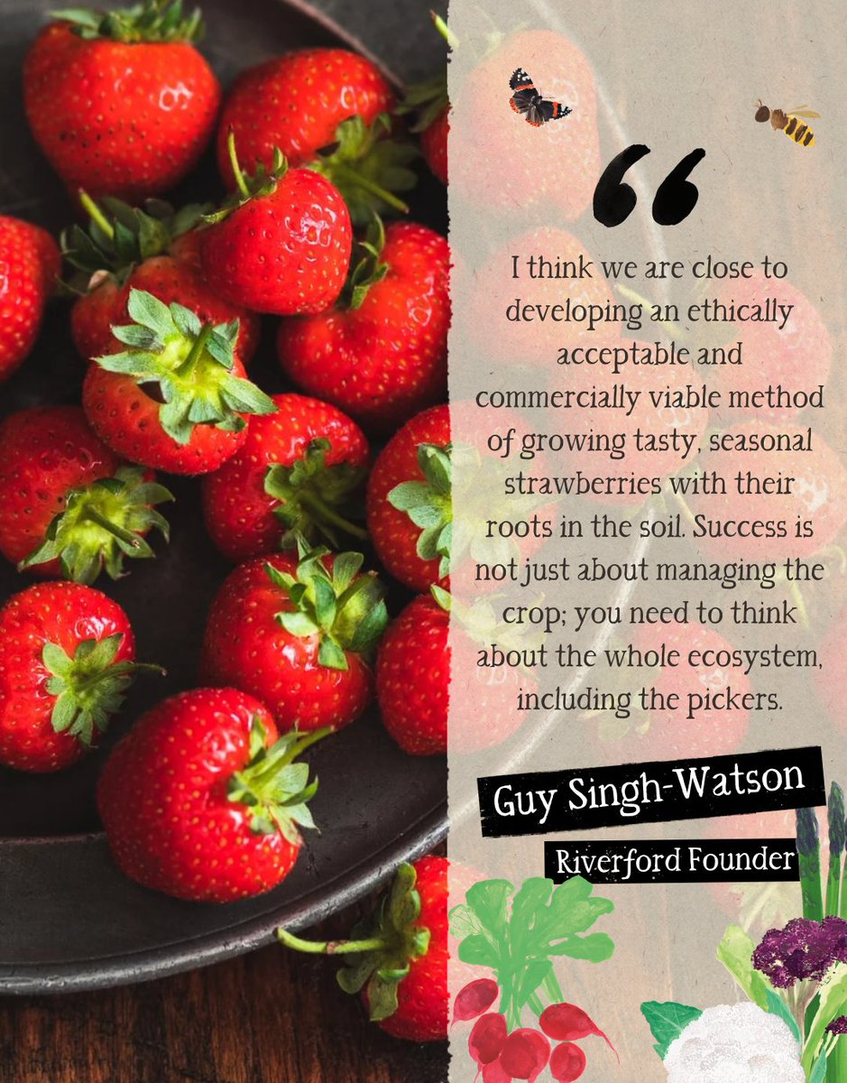 News from the farm: early strawberries in short supply

After 40 years of trials, tribulations, and despair, I think we are close to developing an ethically acceptable, commercially viable method of growing strawberries with their roots in the soil. 

wickedleeks.riverford.co.uk/opinion/news-f…