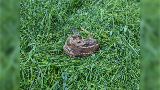 Dronen voor het maaien -  doetinchemsvizier.nl/l/518258