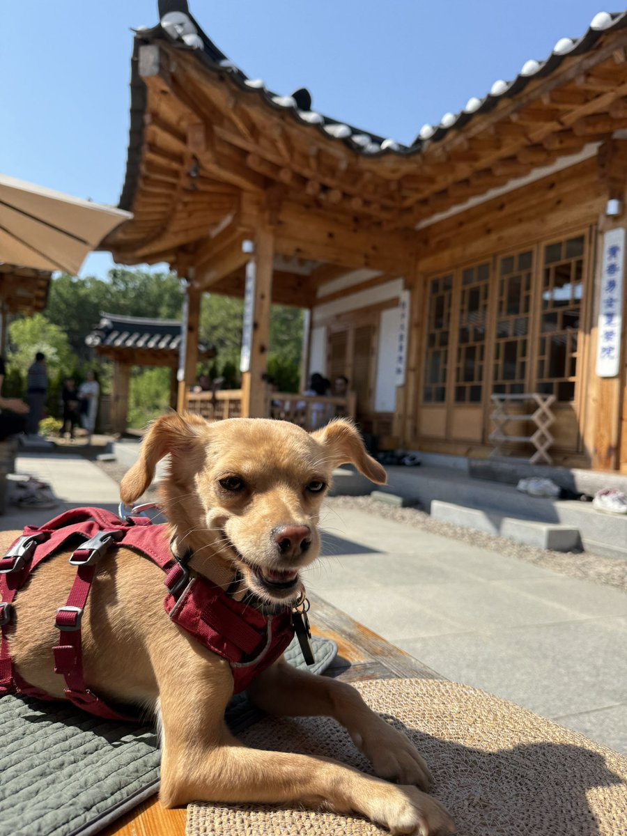 이번 여행으로 또 한번 성장한 순대!!! #순대가족찾아요