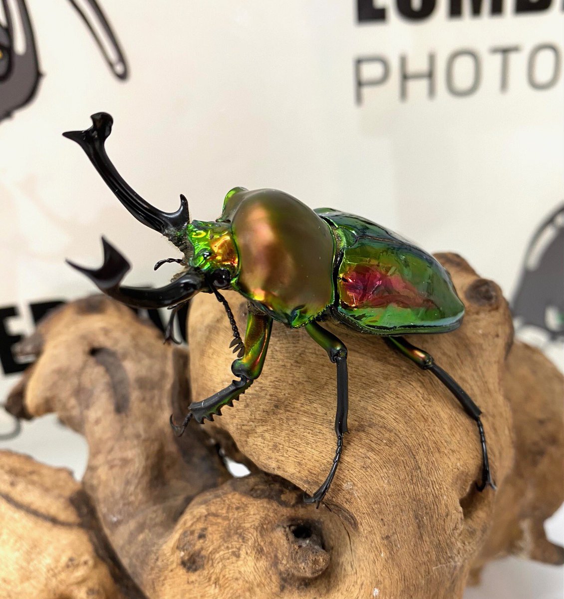 大型ニジイイロクワガタ入荷しました ♂64〜61mm 8ペア グリーン