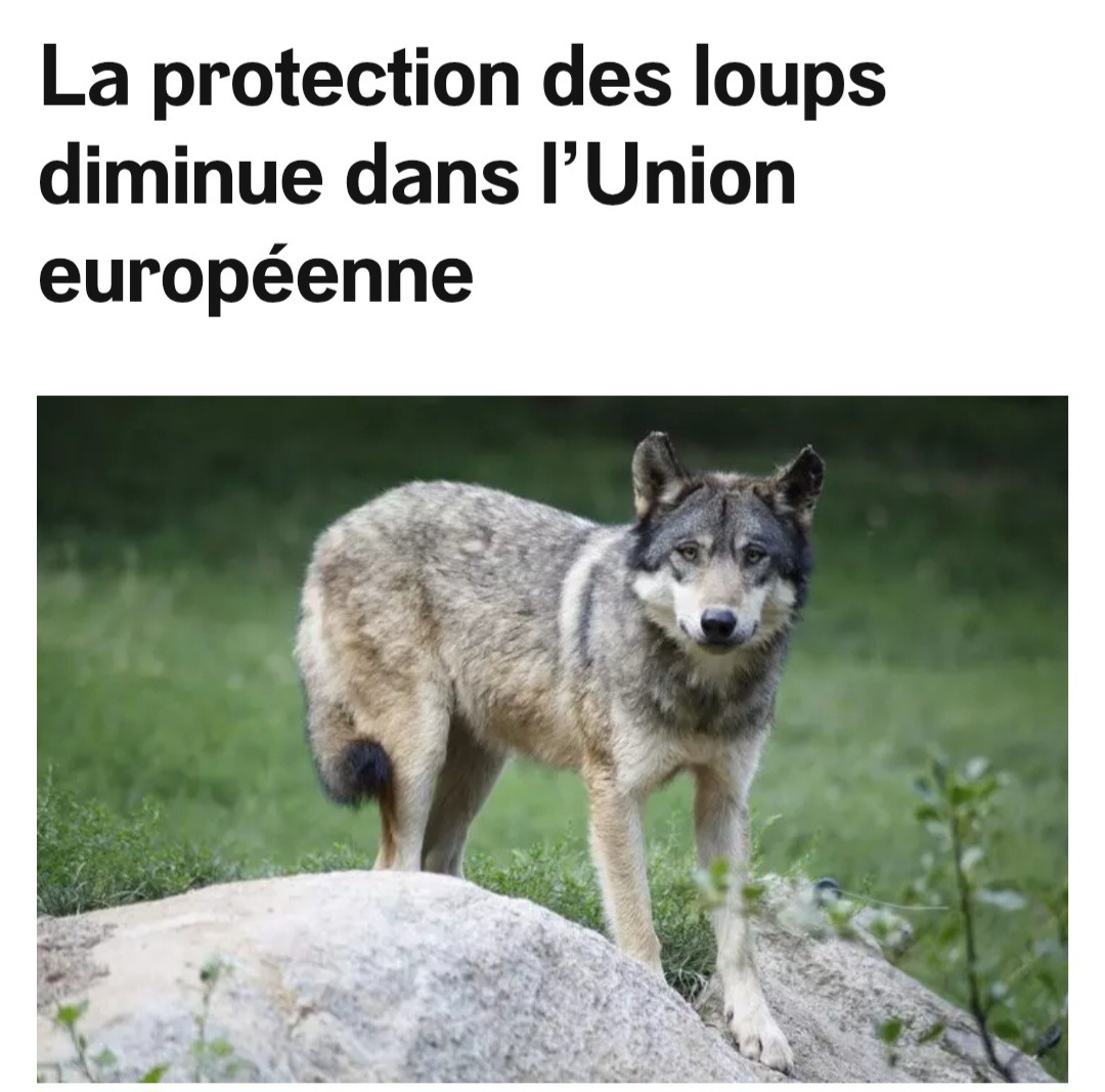 À celles et ceux qui se demandent à quoi ça sert d'élire des animalistes... Voici la réponse.

La grande majorité des eurodéputés français (RN, Ensemble, LR, Reconquête...) ont voté pour affaiblir la protection des loups afin que toujours plus d'individus soient tués...