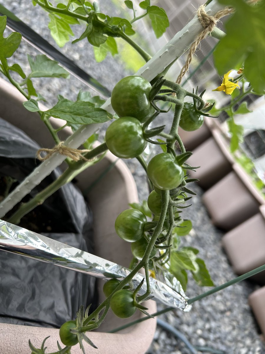 しずく🧡🌵@たにらー tweet media