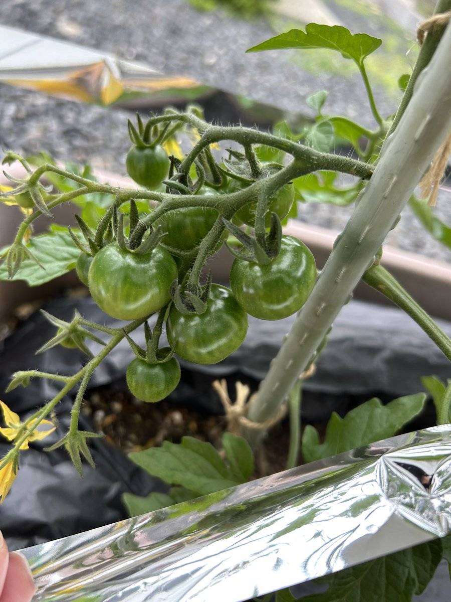 しずく🧡🌵@たにらー tweet media