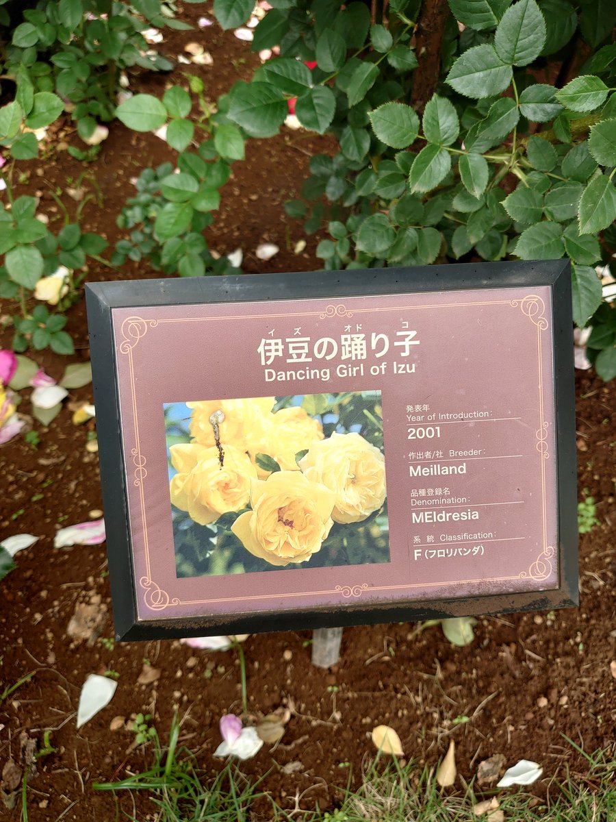 sucamaru65's tweet photo. 他にも京成バラ園には
モナリザ、プレーボーイ、伊豆の踊り子っていう
一度は聞いた事ある
フレーズの花の名前あった https://t.co/wEwr1UPpY0