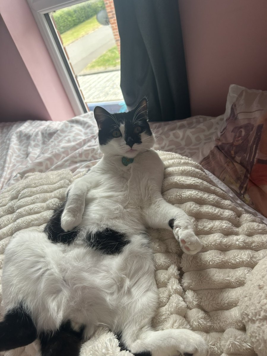 LillyWinXO's tweet photo. @Kayleighlaub Mushu sends his loves 🥰 https://t.co/sQ0644C6kB