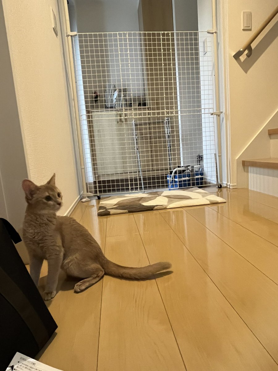 100均で買ったものだけでリンちゃん脱走防止ゲート作った😻