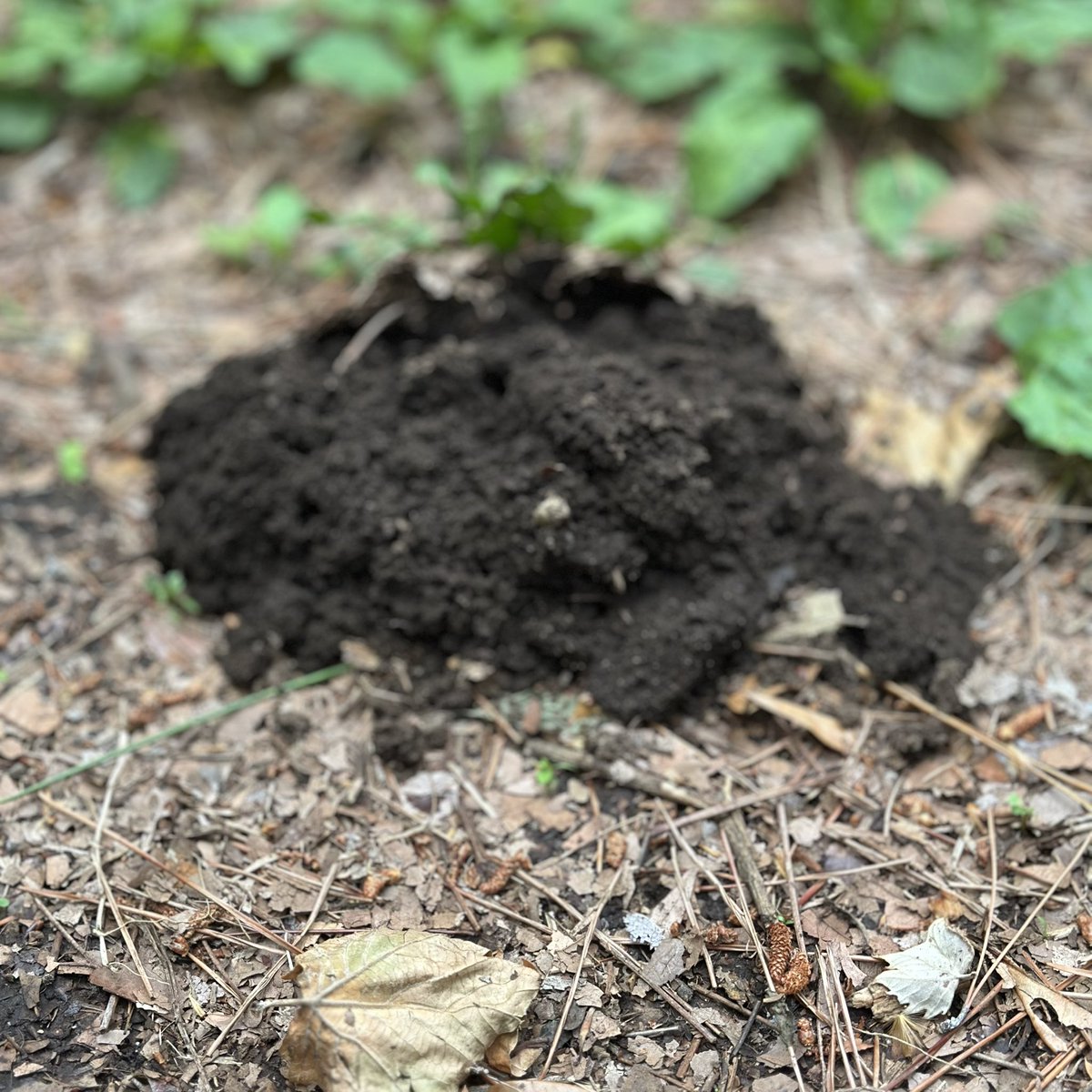 塚はあれども。#198

 #モグラチャレンジ