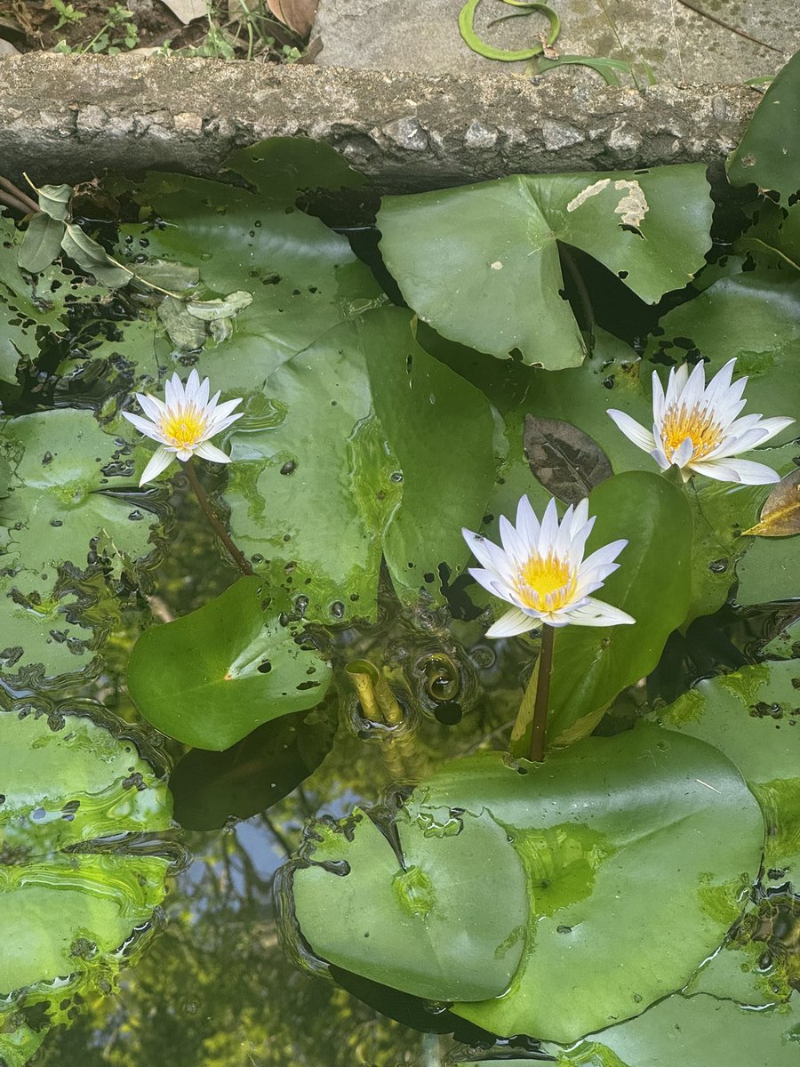 swaminathaniisc's tweet image. Beautiful IISc Campus with its gift from Nature integrates well and inspires creativity for scientific discovery! Another reason to consider joining our exciting journey at the Tata-IISc Medical School and Bagchi-Parthasarathy Hospital!