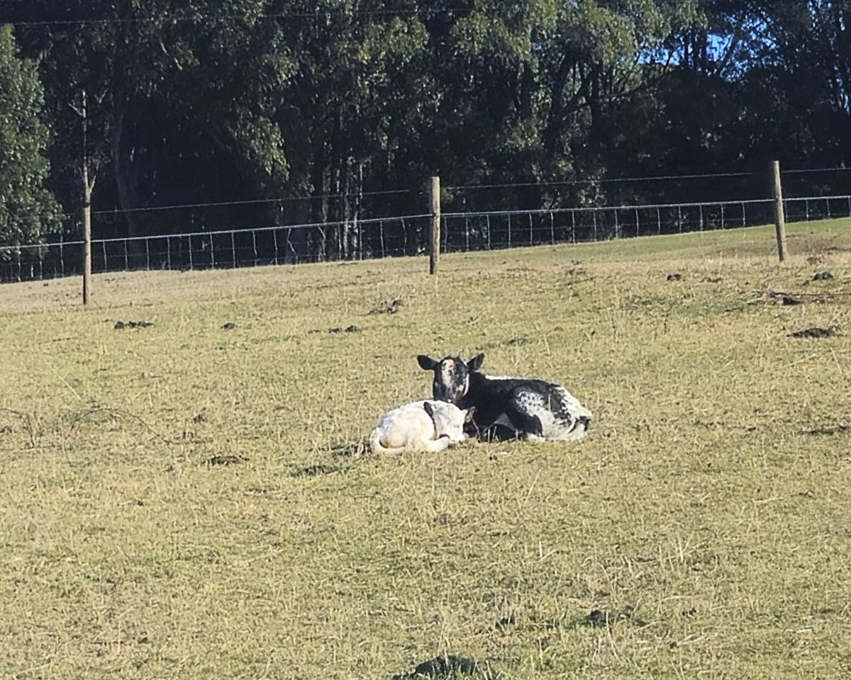 AntBA013's tweet image. A cold but sunny day at the farm

Thunderbolt Lightning is on big brother duties, cuddling Freckles the most recent addition to the farm