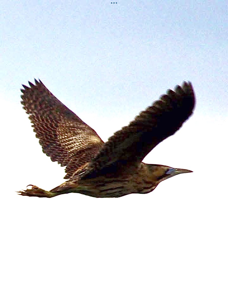 janepursey's tweet photo. Bitterns overhead in the week - at least one of the pics is passible, I’m surprised I saw them at all without somebody pointing them out to me 😳😀#Bitterns #BirdsOfTwitter @RSPBHamWall #SomersetLevels https://t.co/OuKOlsDB8n
