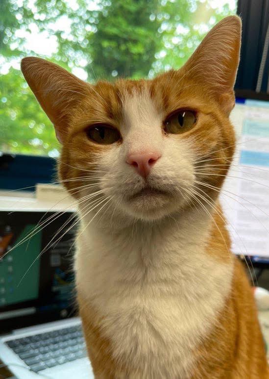 Good morning &amp; welcome to Roast Dinner Day

The world’s loud enough with judgment. 
Let your kindness be the quiet that heals

#cats #cats #Cat #CatsOnTwitter #CatsOfTwitter