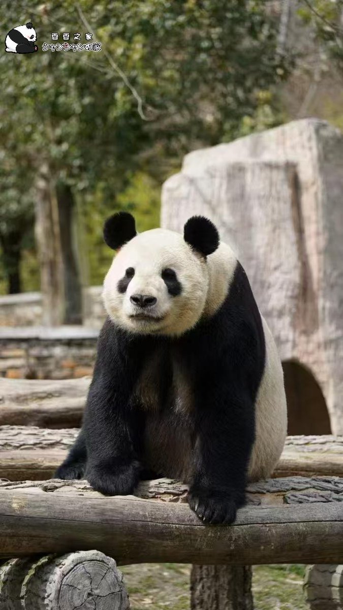 ⭐︎シャンシャンです、5本⭐︎ ⭐︎シャンシャンです、5本 シャンシャンです、5本⭐︎ 上野