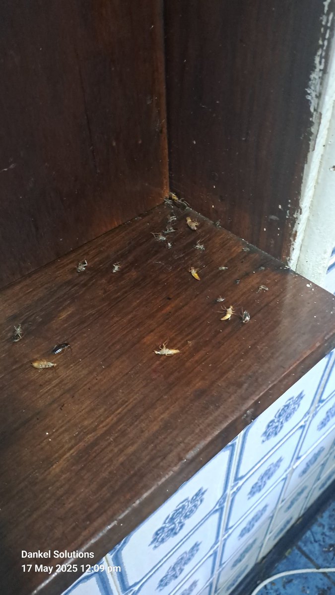 Dankel Solutions Pest Controller ®️ 🇿🇦 (@jwyzam) on Twitter photo 
