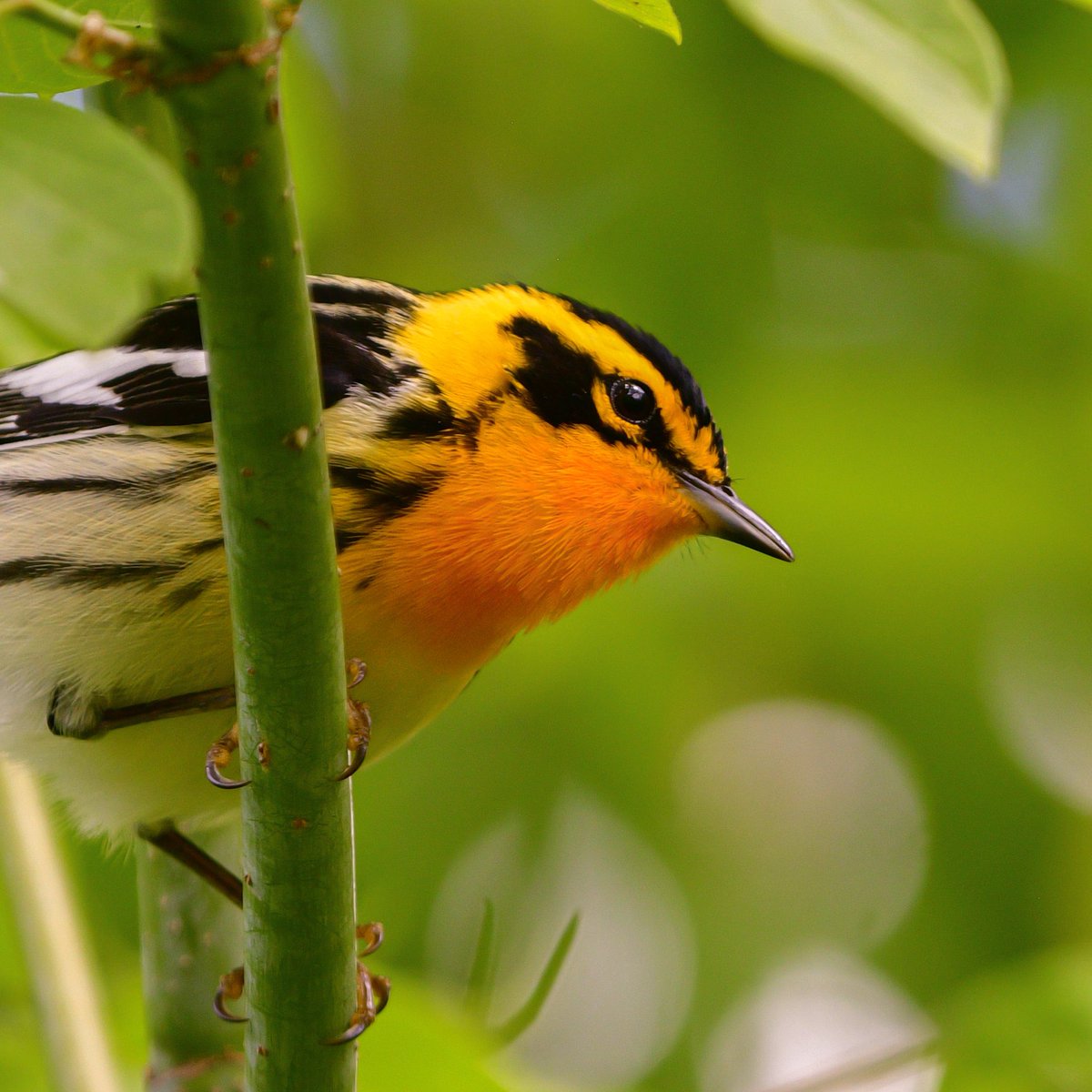 Blackburnian Warbler always lights up the boardwalk. 🔥 
#MageeMarsh #BWIAB #Birds #BirdTwitter #TwitterBirds