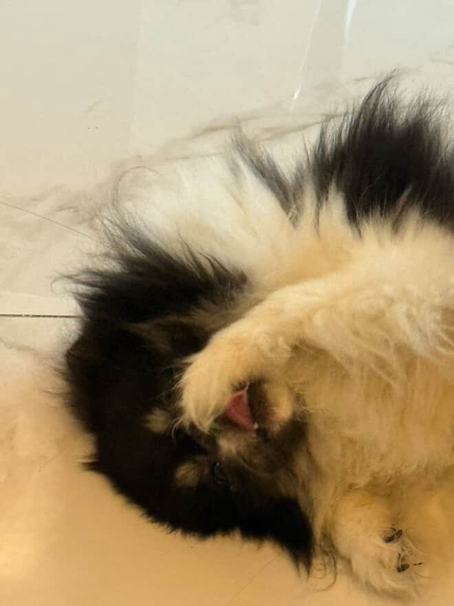 🦋[Insta] 18/05/25🦋

-🪼

#Blackon #블랙온 #Yeonseojun #연서준