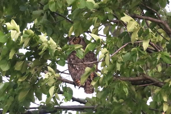 Mark H.X. Glenshaw tweet media