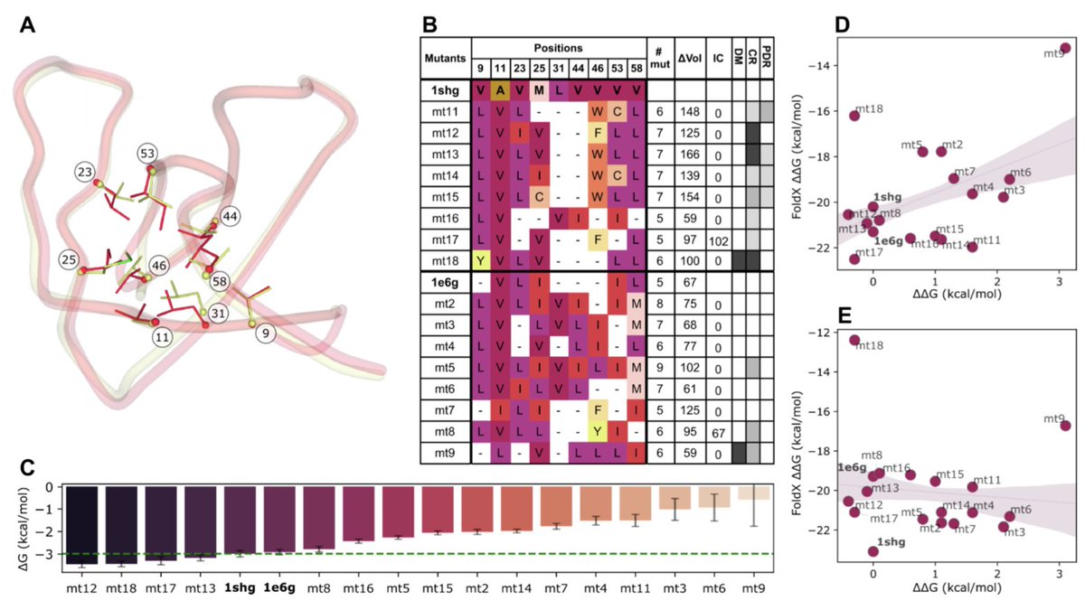 Artificial Intelligence And First Principle Methods In Protein Redesign: A Marriage Of Convenience?

１．This study systematically compares modern AI-based tools and first-principle force field methods for multi-site protein redesign, focusing on structure, stability, and