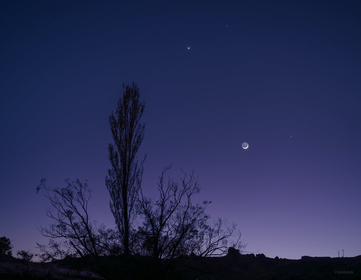 KAGAYA_11949's tweet photo. 満天の星が夜明けの薄明に溶けてゆく中、
地球照を抱いた月と惑星たちが、木々のシルエットの向こうに見えていました。
（先日、ニュージーランドにて撮影）
今日もお疲れさまでした。 https://t.co/AnERcp0aNb