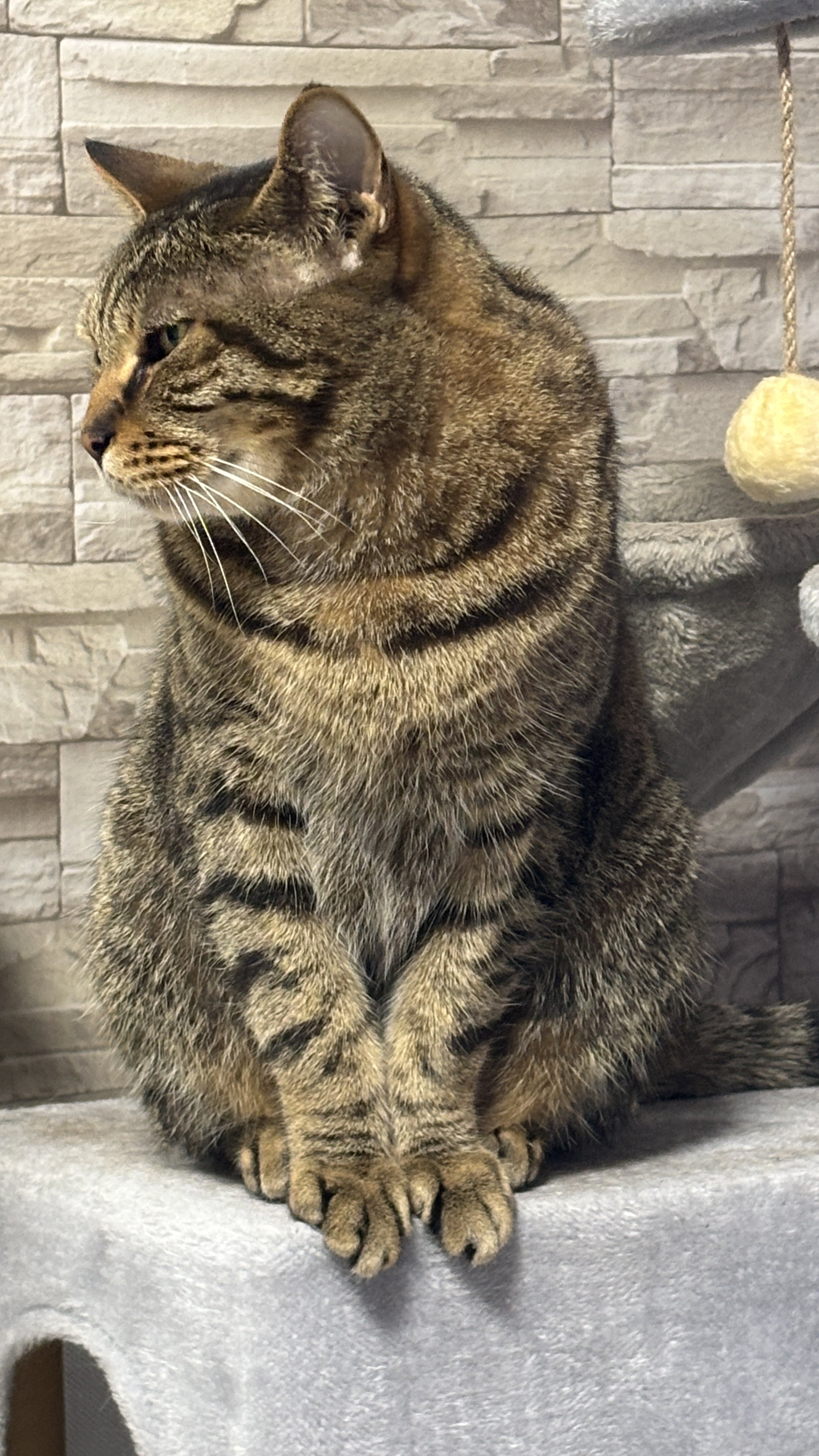 飛び猫CHIPキーホルダー＃2 黒 | わちふぃーるどオンライン