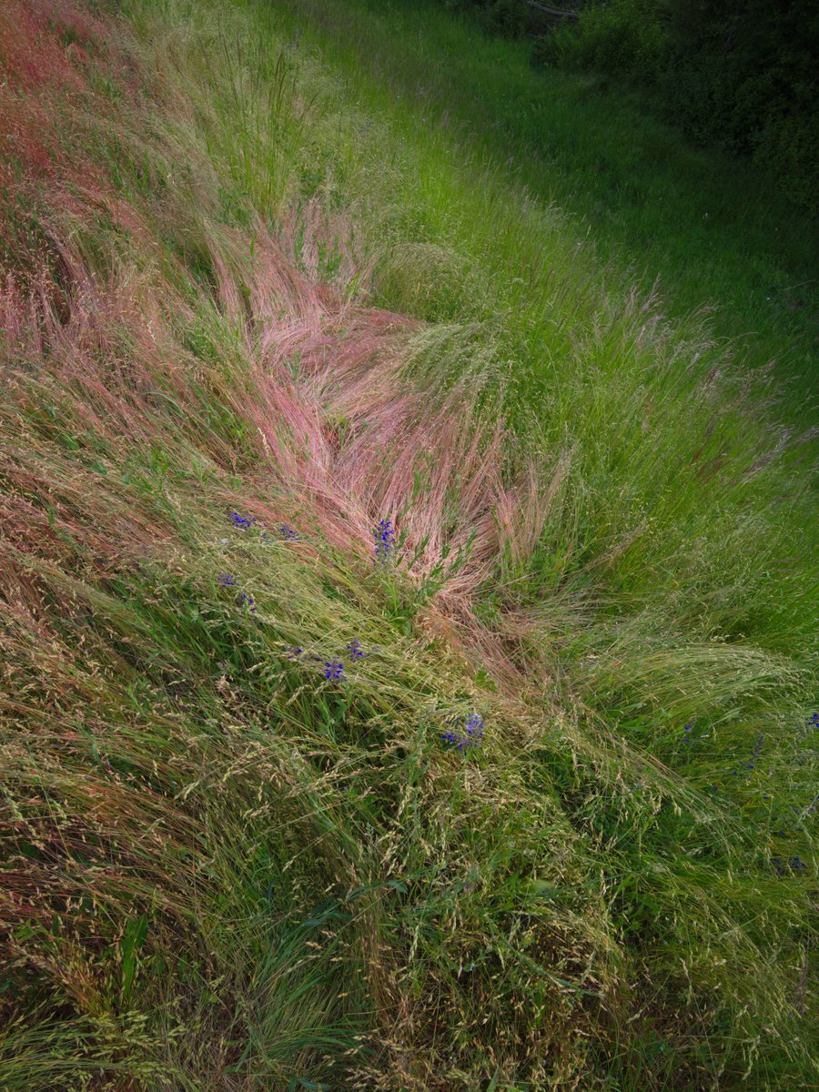 PlanitiaSpectra's tweet photo. Flowing layers of colorful grass with scattered purple blooms on a green hillside 💚🌸🌾

#meadowview #grassyhill #wildflowerfield #springtexture #naturalcolors #pasturevibes #purpleflowers #lushlandscape #naturecapture https://t.co/SMCCQR9kyV