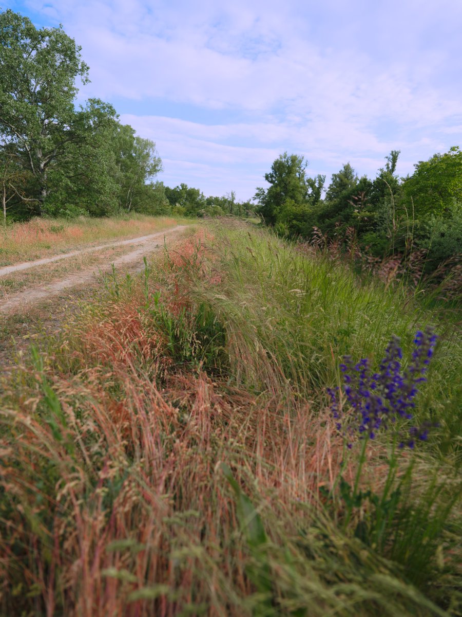 PlanitiaSpectra's tweet photo. A peaceful trail lined with tall grass and purple wildflowers stretching into the distance 🌿💜🛤

#naturetrail #wildflowers #grassland #scenicwalk #peacefulnature #pathway #meadowmood #outdoorscene #springflora https://t.co/kdZjvLs9lZ