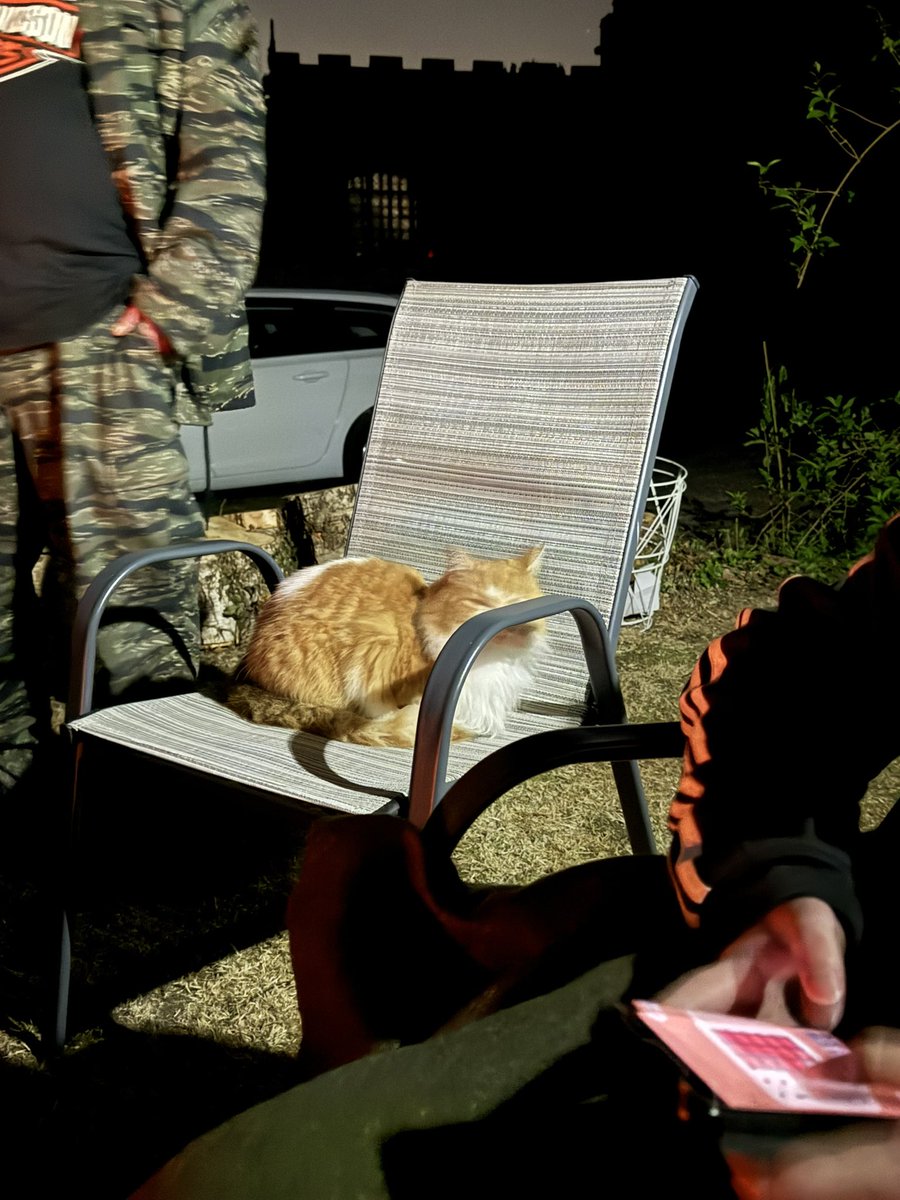 I’m all pawtied out after a night of yummy food, alfresco dining and roasting marshmallows by da fire #Hedgewatch #CatsOfTwitter #catsonx